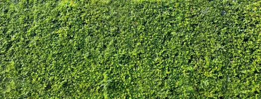 Green Prisons Research Initiative: Call for Experts